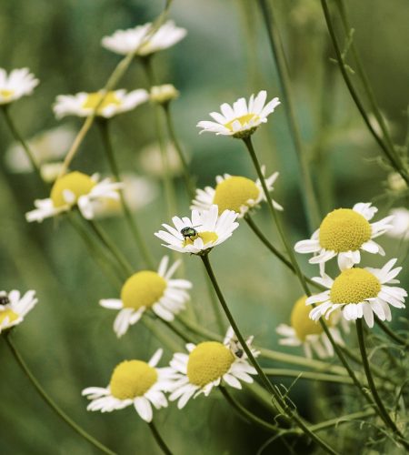 chamomile, camomile flowers, medicinal plant-4401525.jpg