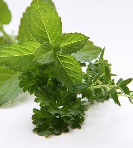 herbs, mint, thyme-3606074.jpg